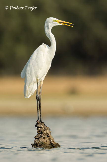 Garceta grande (Egretta alba)